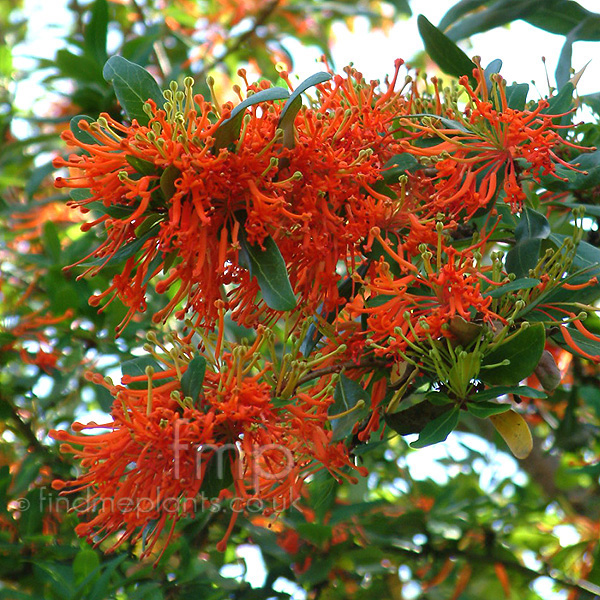 Big Photo of Embothrium Coccineum