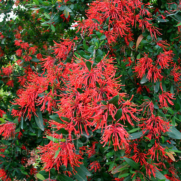 Big Photo of Embothrium Lanceolatum