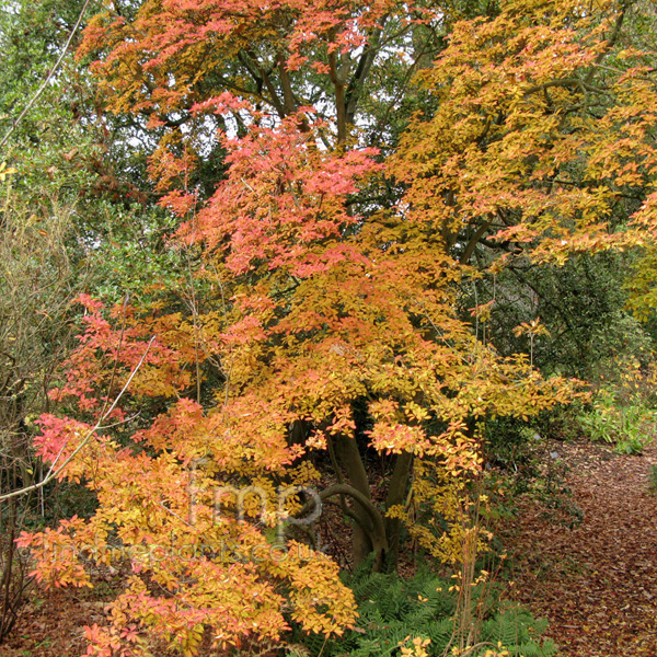 Big Photo of Enkianthus Campanulatus