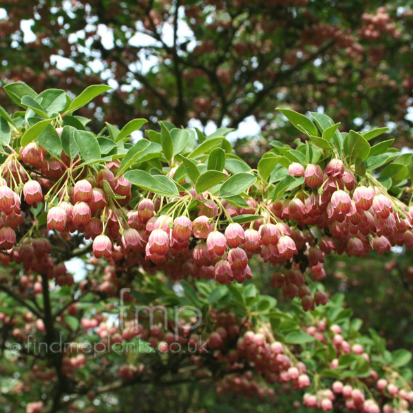 Big Photo of Enkianthus Campanulatus