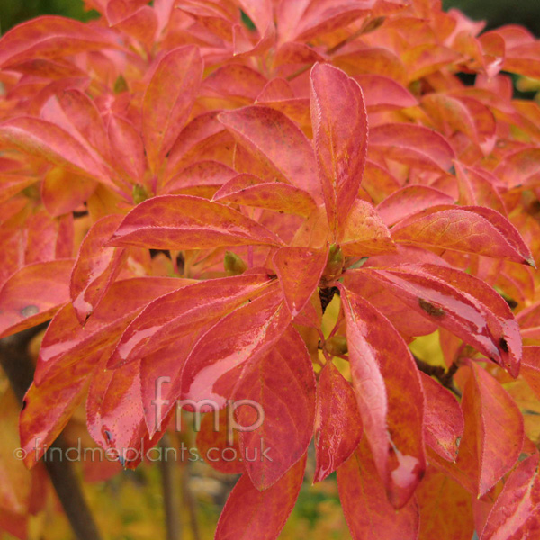 Big Photo of Enkianthus Campanulatus