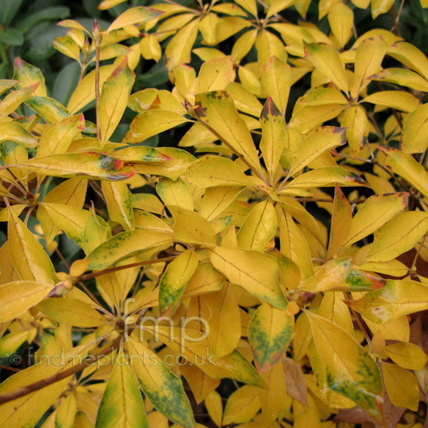 Big Photo of Enkianthus Deflexus