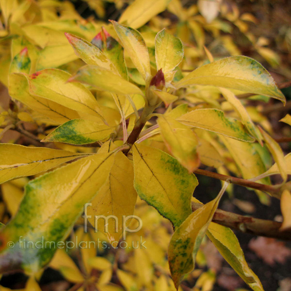 Big Photo of Enkianthus Deflexus