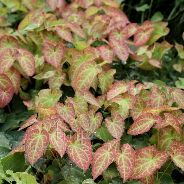 Big Photo of Epimedium X Perralchicum, Leaf Close-up