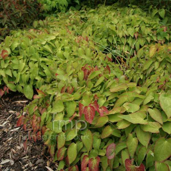 Big Photo of Epimedium Rubrum