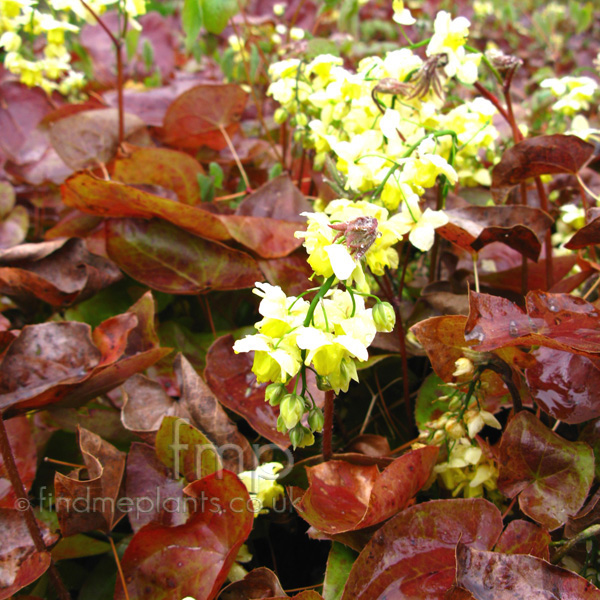 Big Photo of Epimedium X Versicolor 