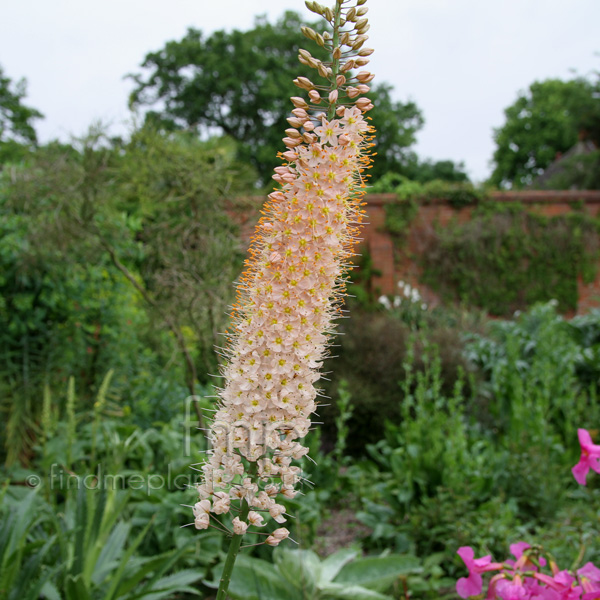 Big Photo of Eremurus Robustus