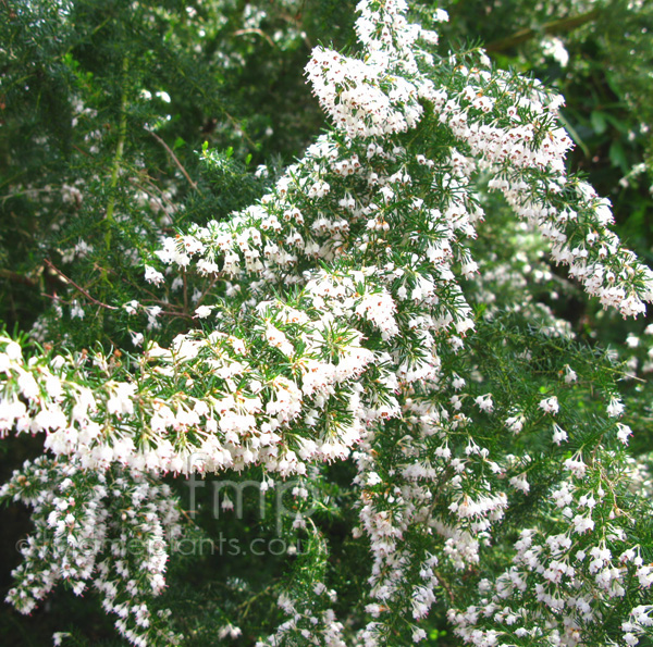 Big Photo of Erica Arborea, Flower Close-up