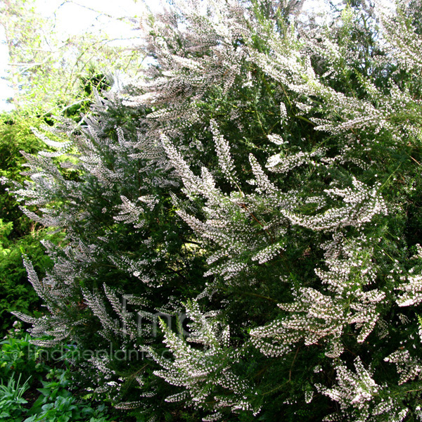 Big Photo of Erica Arborea