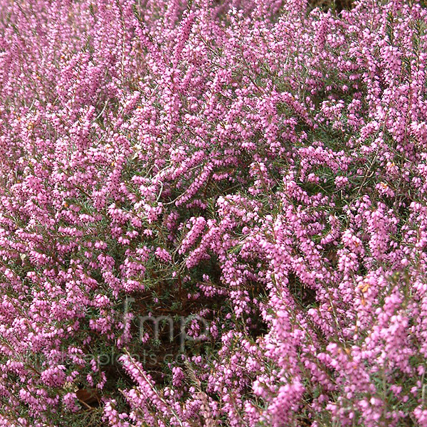 Big Photo of Erica X Darleyensis