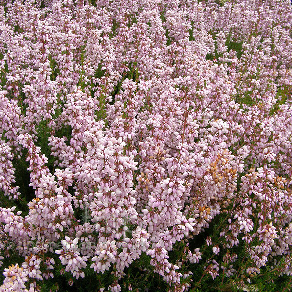 Big Photo of Erica Cinerea