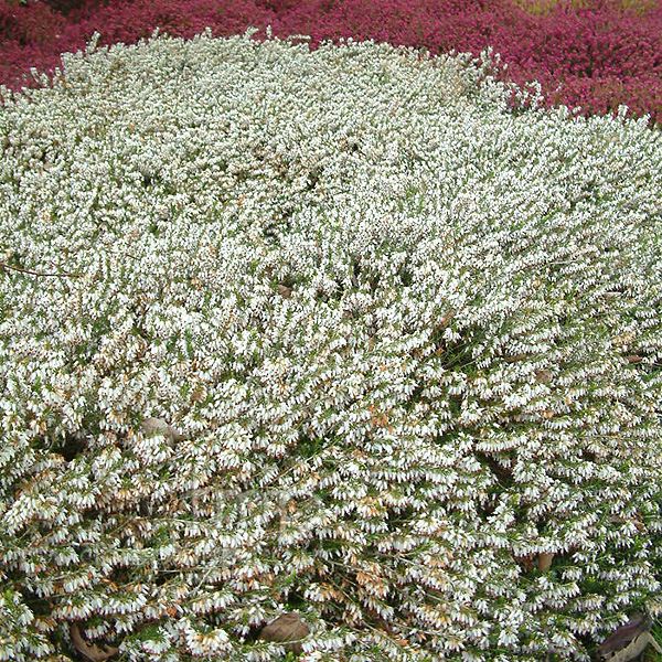 Big Photo of Erica Carnea