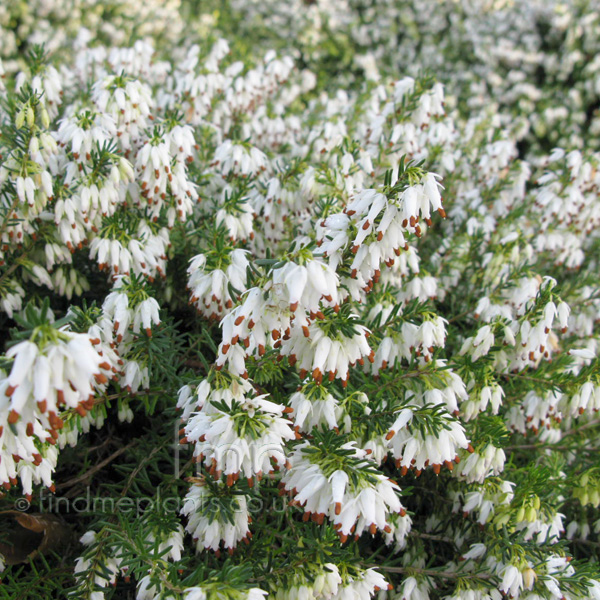 Big Photo of Erica Carnea