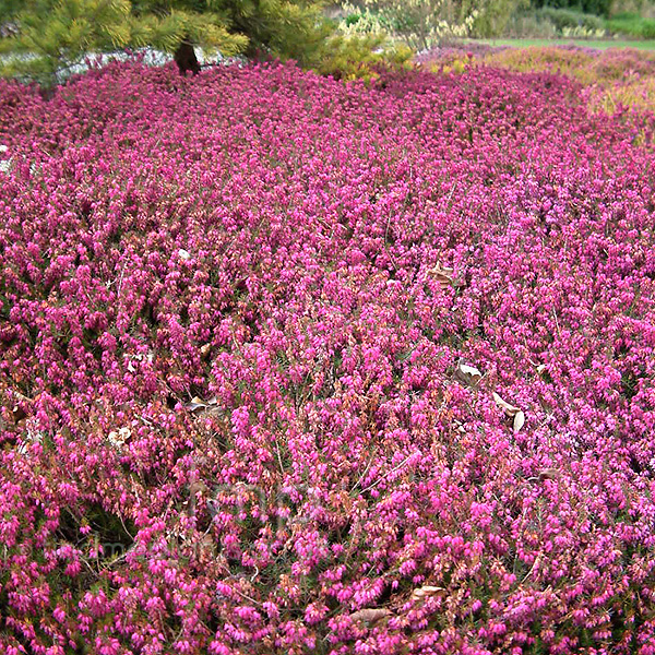 Big Photo of Erica Carnea