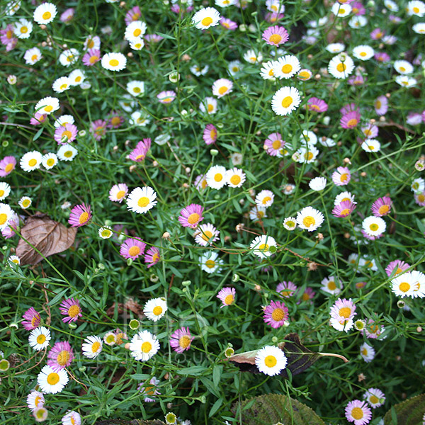 Big Photo of Erigeron Karvinskianus