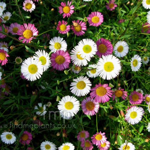 Big Photo of Erigeron Karvinskianus, Flower Close-up