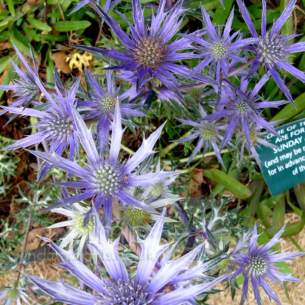 Big Photo of Eryngium Bougatti