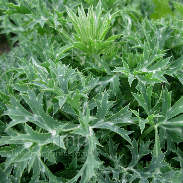 Big Photo of Eryngium Bourgatii, Leaf Close-up