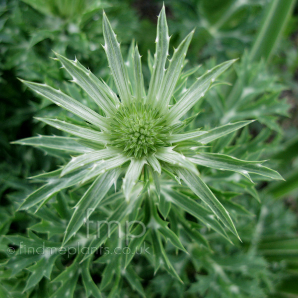 Big Photo of Eryngium Bourgatii