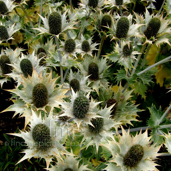 Big Photo of Eryngium Giganteum