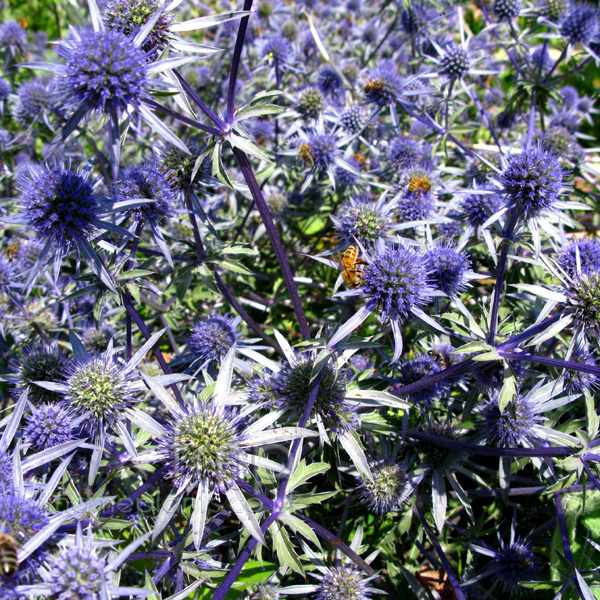 Big Photo of Eryngium Planum, Flower Close-up