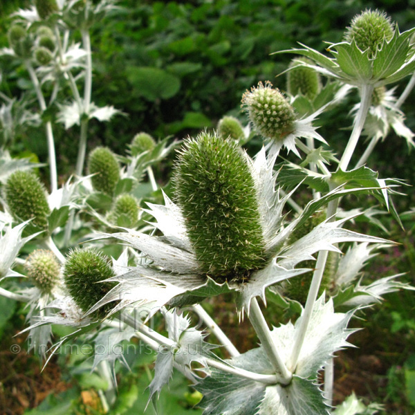 Big Photo of Eryngium Giganteum, Flower Close-up