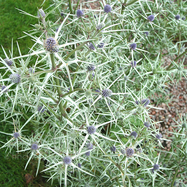 Big Photo of Eryngium Tricuspidatum