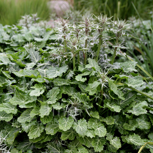 Big Photo of Eryngium Variifolium, Leaf Close-up