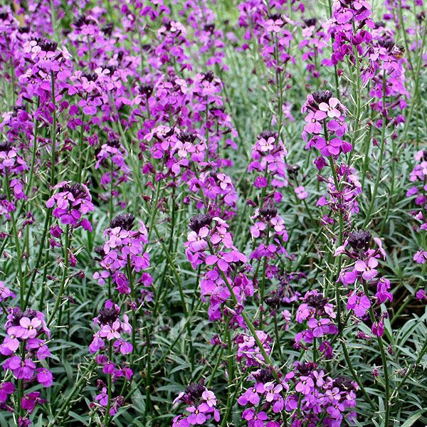 Big Photo of Erysimum Linifolium