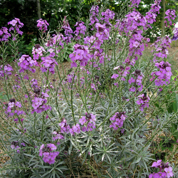 Big Photo of Erysimum Linifolium