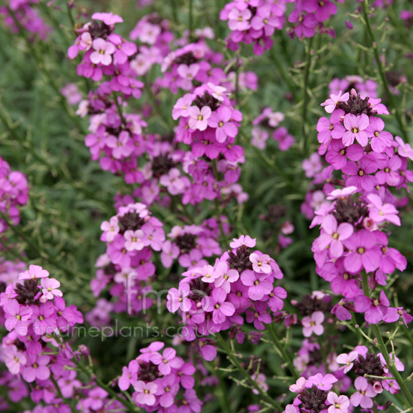 Big Photo of Erysimum Linifolium, Flower Close-up