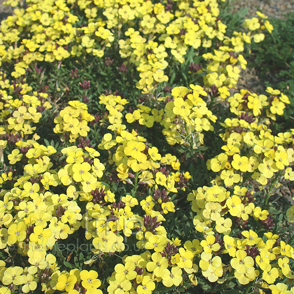 Big Photo of Erysimum Moonlight