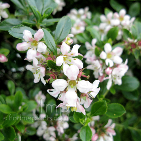 Big Photo of Escallonia , Flower Close-up