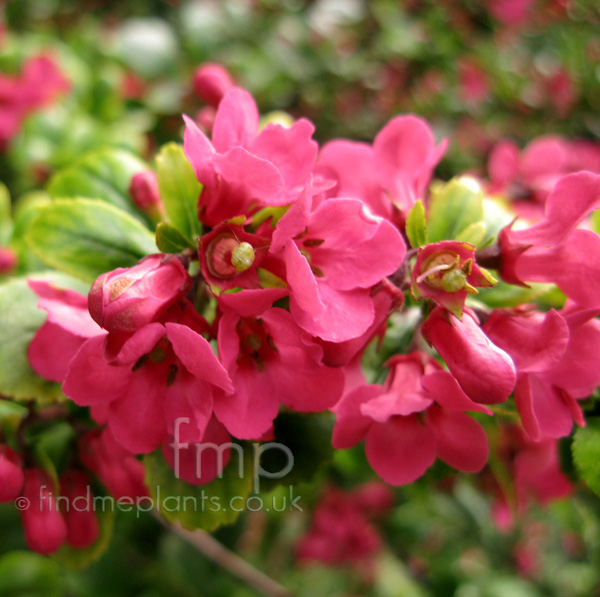 Big Photo of Escallonia , Flower Close-up