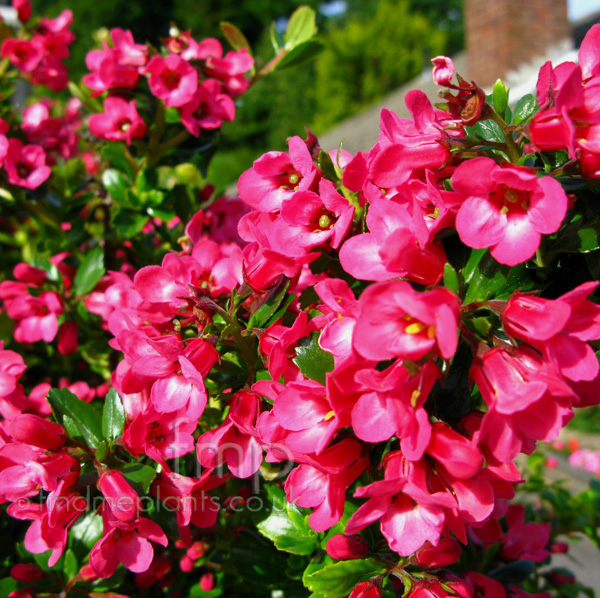 Big Photo of Escallonia , Flower Close-up