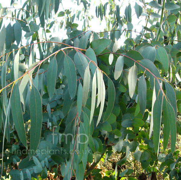 Big Photo of Eucalyptus Perriniana