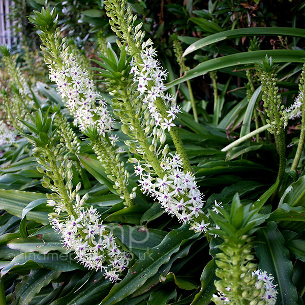 Big Photo of Eucomis Comosa