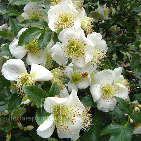 Big Photo of Eucryphia Glutinosa