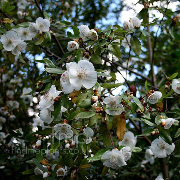 Big Photo of Eucryphia X Intermedia