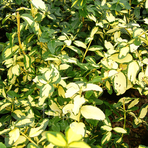 Big Photo of Euonymus Fortunei