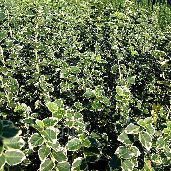 Big Photo of Euonymus Fortunei