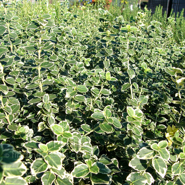 Big Photo of Euonymus Fortunei