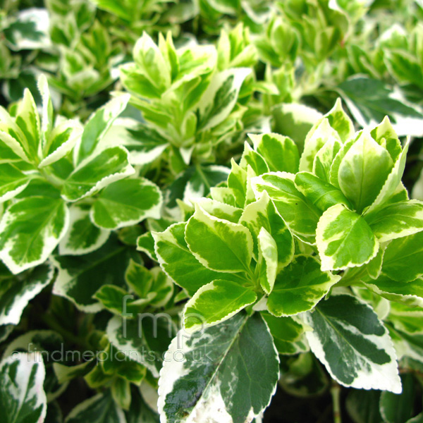 Big Photo of Euonymus Fortunei, Leaf Close-up