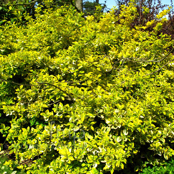 Big Photo of Euonymus Fortunei