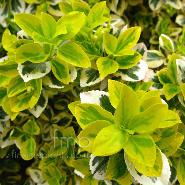 Big Photo of Euonymus Fortunei