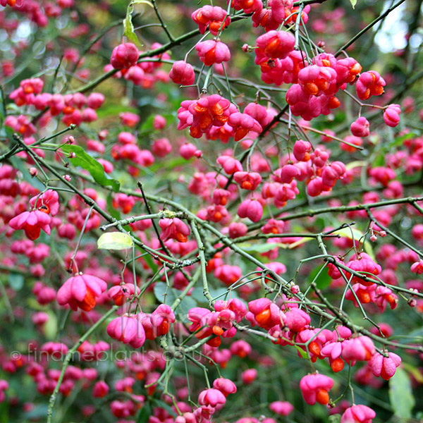 Big Photo of Euonymus Europaeus