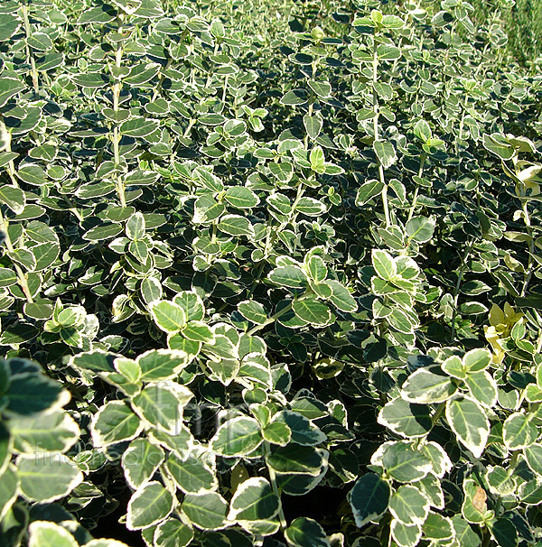 Big Photo of Euonymus Fortunei