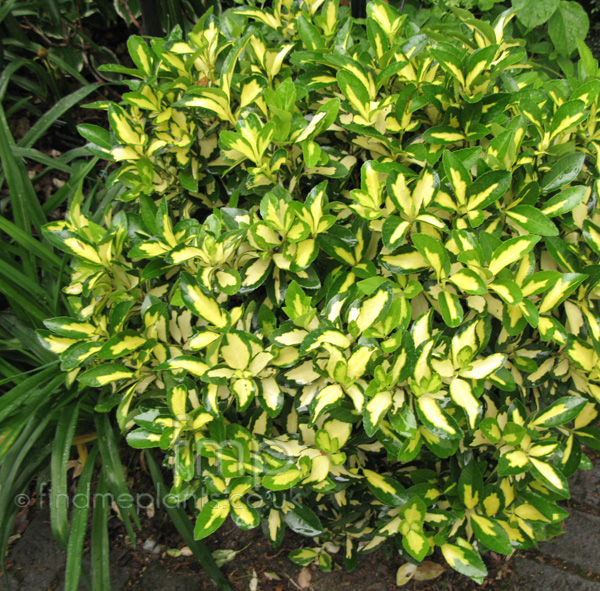 Big Photo of Euonymus Fortunei