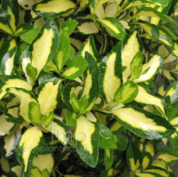 Big Photo of Euonymus Fortunei, Leaf Close-up
