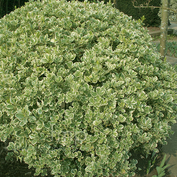 Big Photo of Euonymus Japonicus